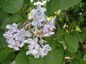 Isis Towpath_lilac