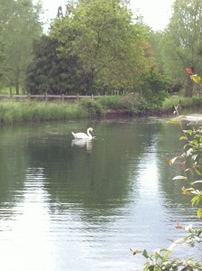 Lower Slaughter_swan