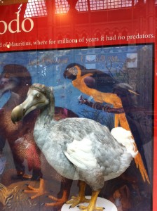 Science museum_dodo