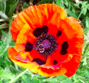 poppy with bee