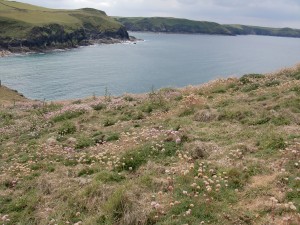 Cornwall_Coast and flowers