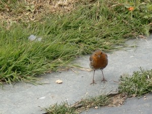 Cornwall_Robin