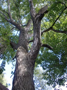 AShton's Eyot - poplar