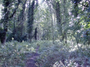 Ashton's Eyot - woods