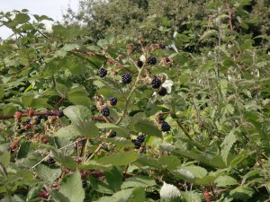 Ashton's eyot - blackberries4