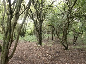 Aston's Eyot - creepy thicket