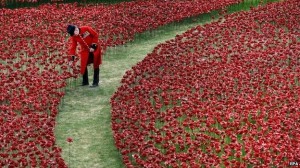 moat poppies