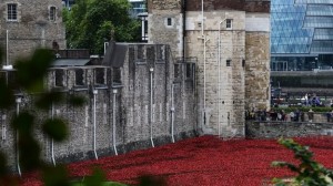 moat poppies2