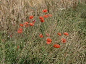 20 July_poppies